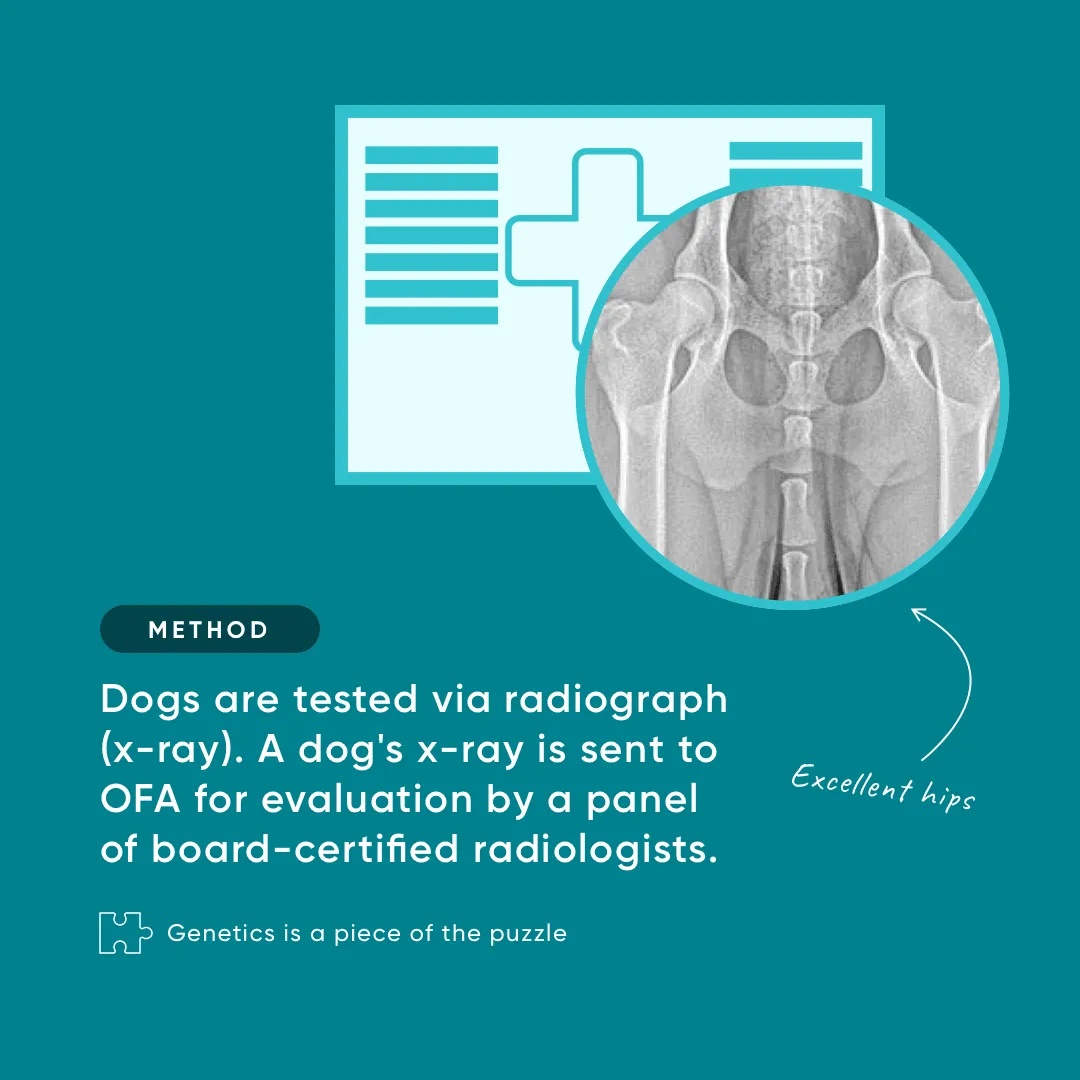 Diagram illustrating canine hip dysplasia with a loose femoral head in the hip socket