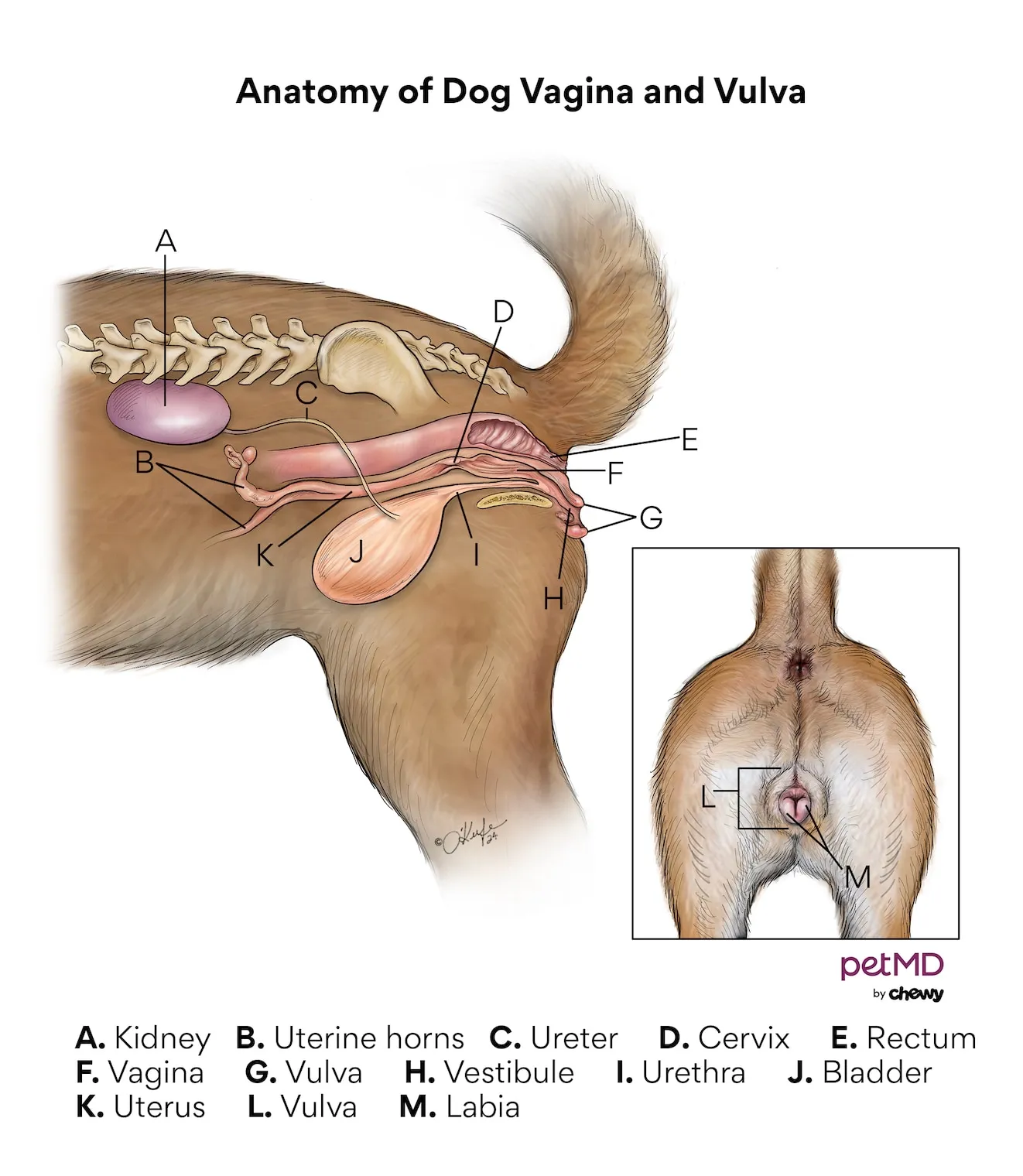 Diagram illustrating the anatomy of a female dog's vagina and vulva