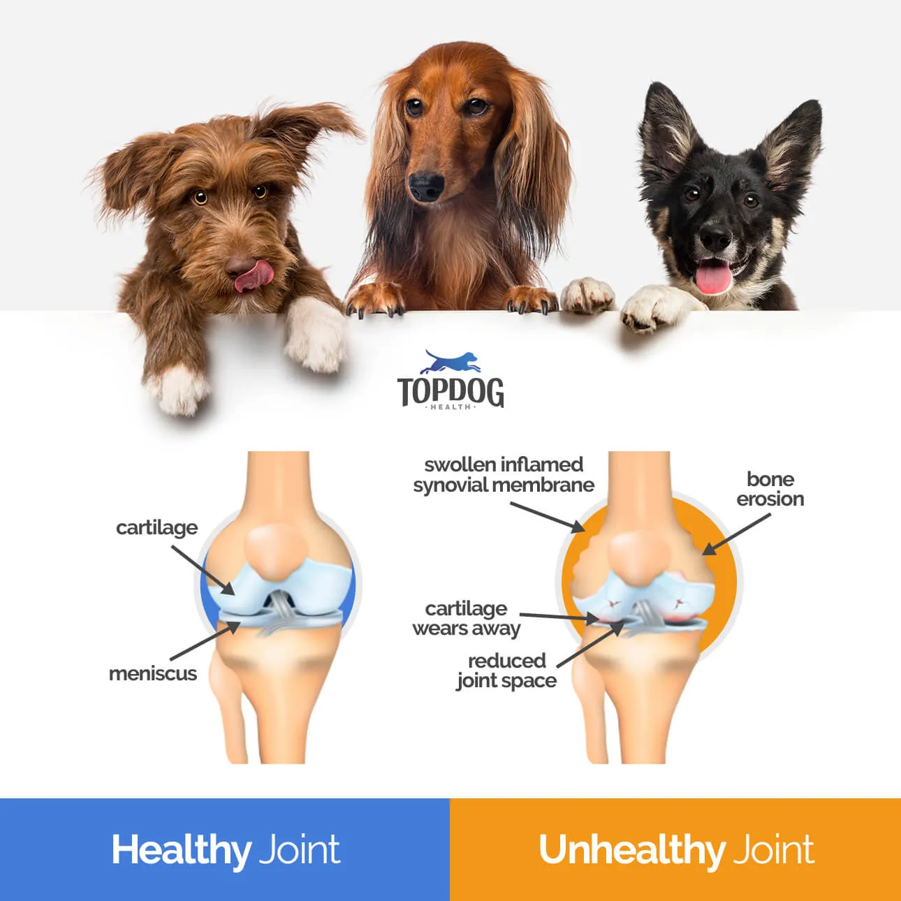 Diagram illustrating the difference between a healthy dog joint and an unhealthy, arthritic dog joint with inflamed cartilage and bone-on-bone friction