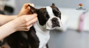Diagram illustrating the ear cleaning process for dogs with dogs with vinegar