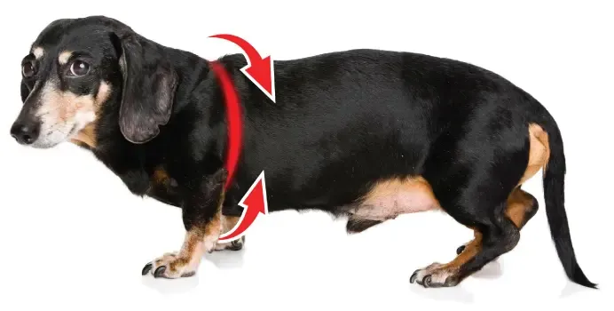 Diagram showing how to measure a dog's chest girth for a harness