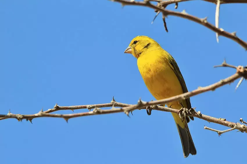 Different finch species