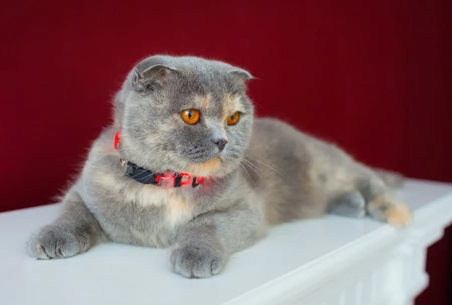 Dilute tortoiseshell cat example