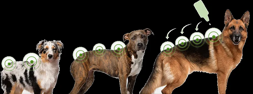 Distributing Activyl Spot-On evenly across the back of a medium to large dog