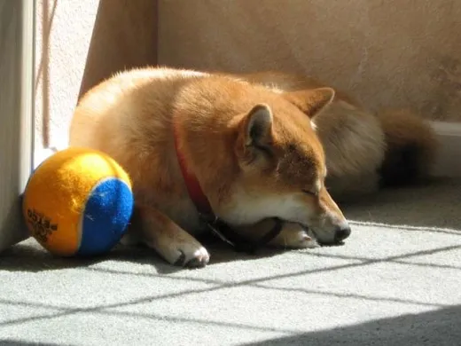 Do not be fooled - A Shiba Inu can be a major pain in the ass