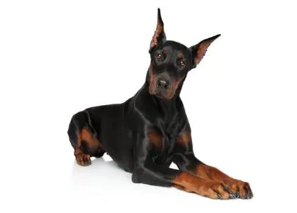 Doberman Pincher
