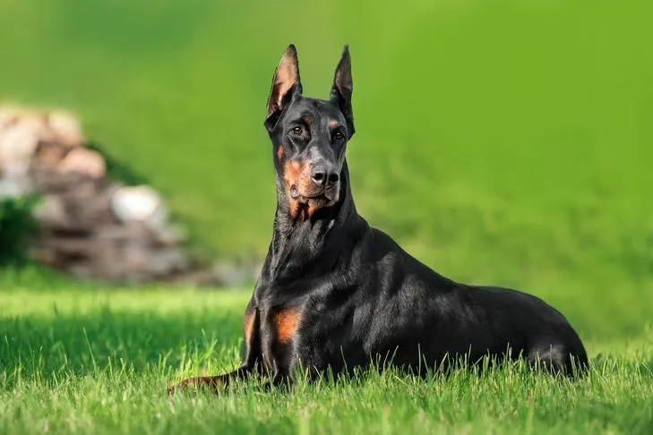 Doberman Pinscher laying down in the grass