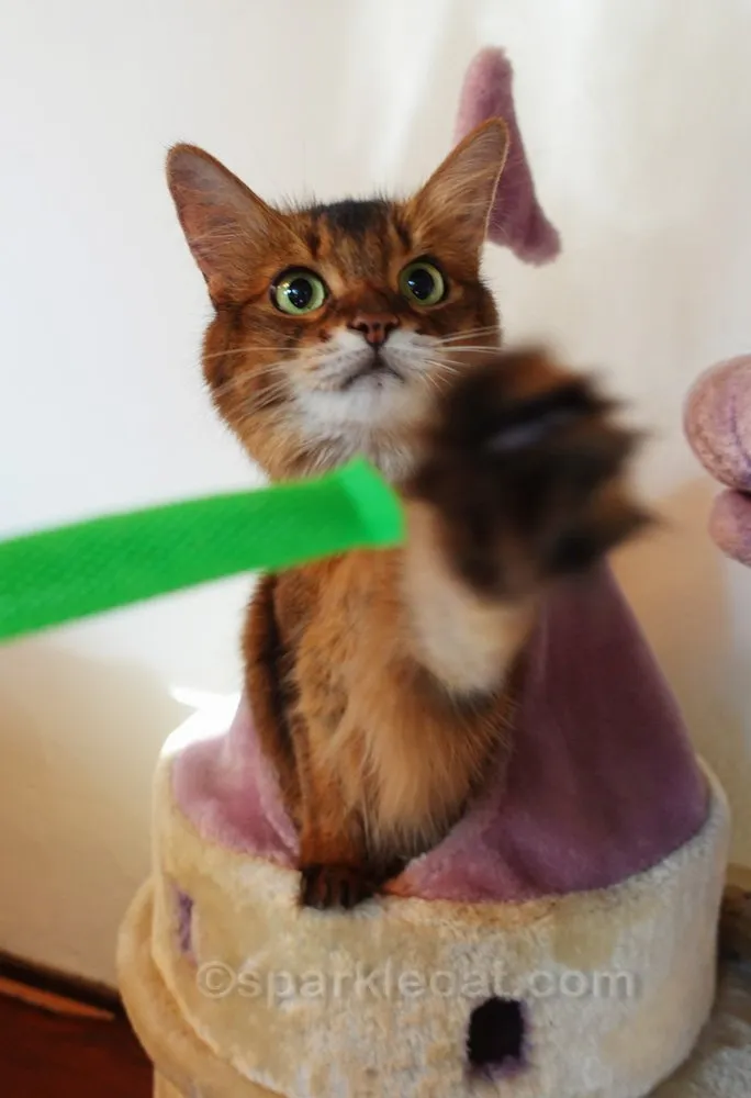 Does your cat plays too rough? Here are some ways to fix play aggression that will build a much better relationship with your kitty.