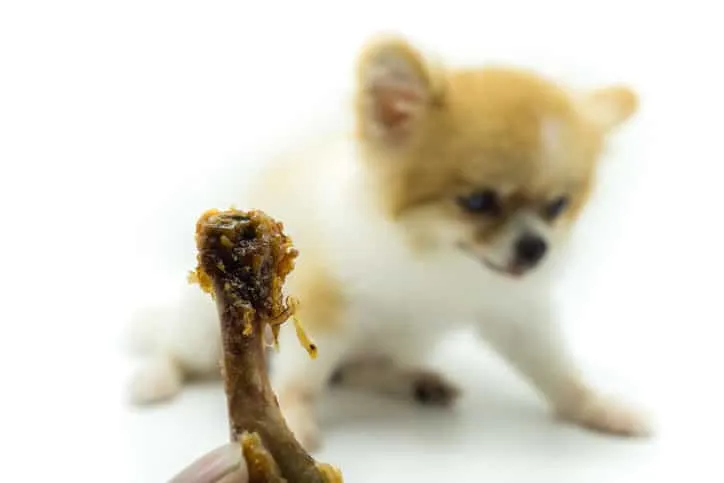 Dog attempting to eat a chicken bone in a home setting