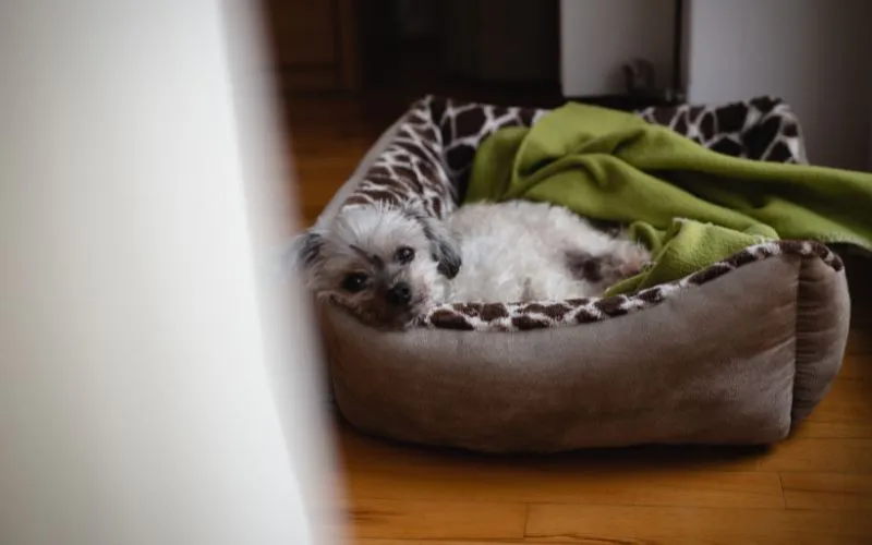 Dog Barking At Night by Robert Petrovic from Canva