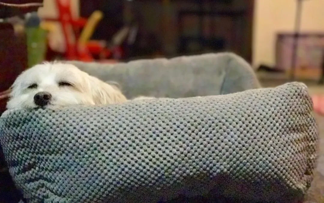 Dog demonstrating calm self-control during interaction