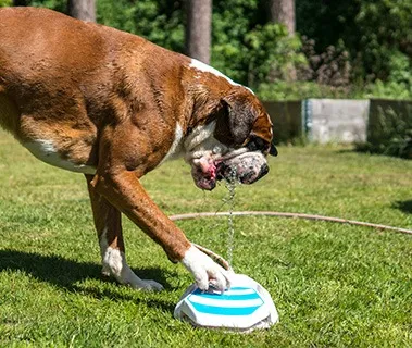 Dog drinking from an outdoor water fountain to stay cool