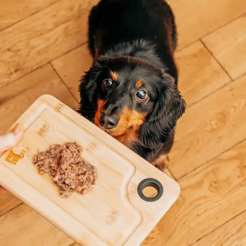 Dog enjoying Bella+Duke raw dog food on a wooden board, showcasing a healthy, digestible meal option.