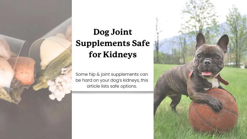 Dog enjoying outdoor play with joint supplement and kidney-safe messaging