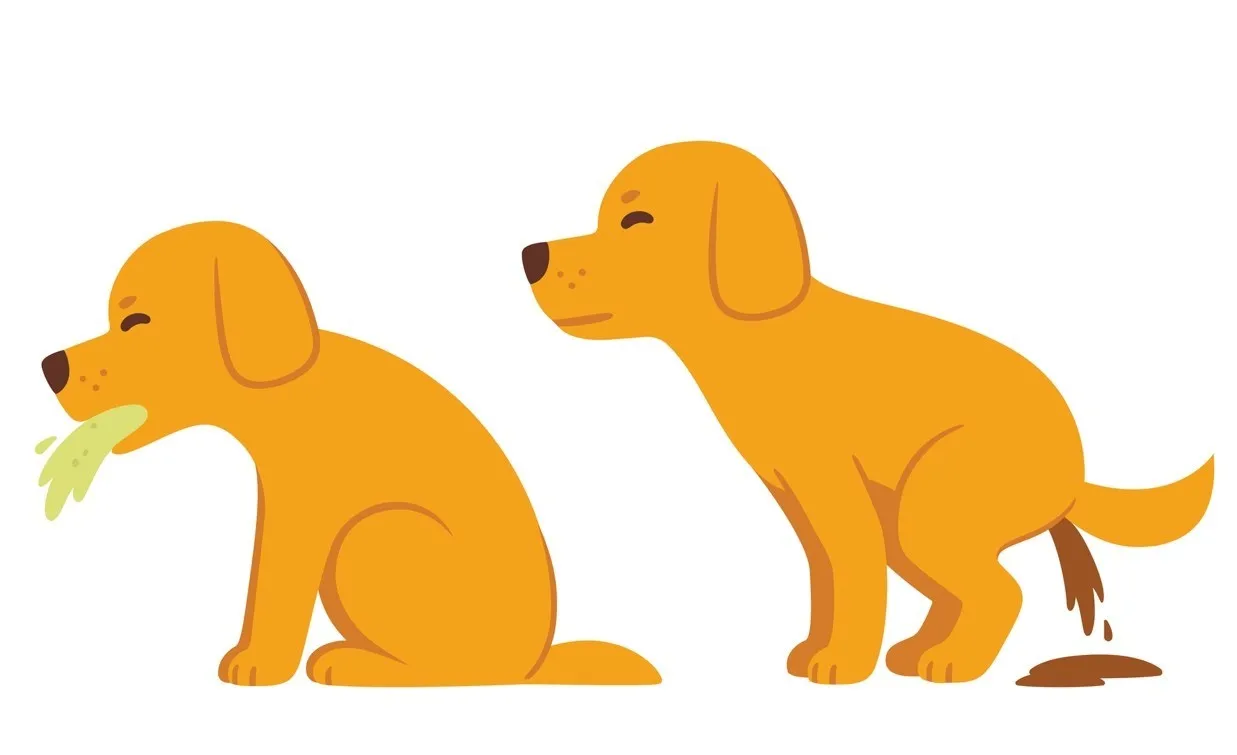 Dog experiencing vomiting and diarrhea, common signs of illness.