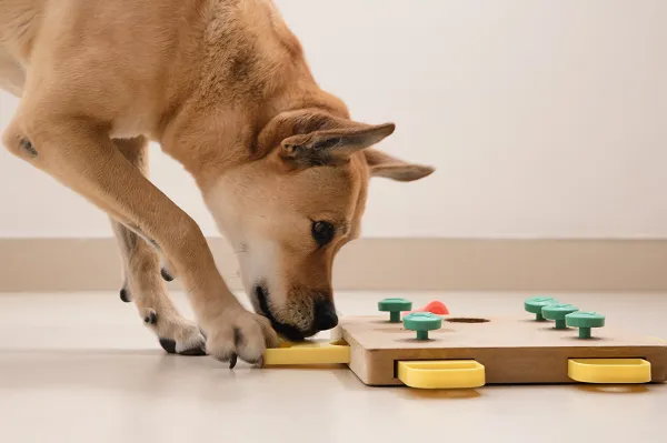 Dog interacting with food puzzle toy