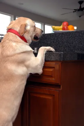 Dog jumping on kitchen counter, illustrating a common freedom issue in new homes