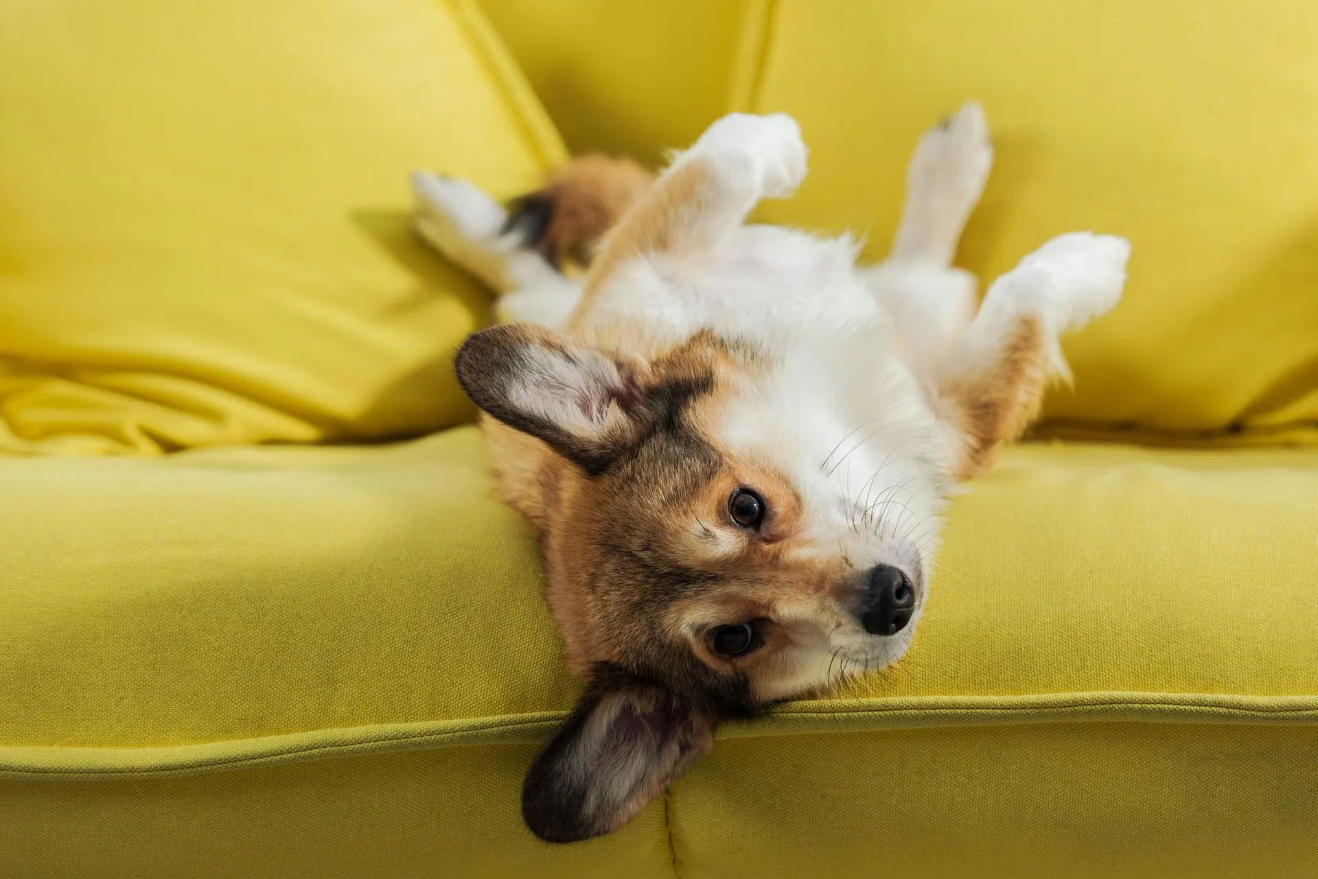 Dog looking attentively at its owner while sitting on a comfortable sofa