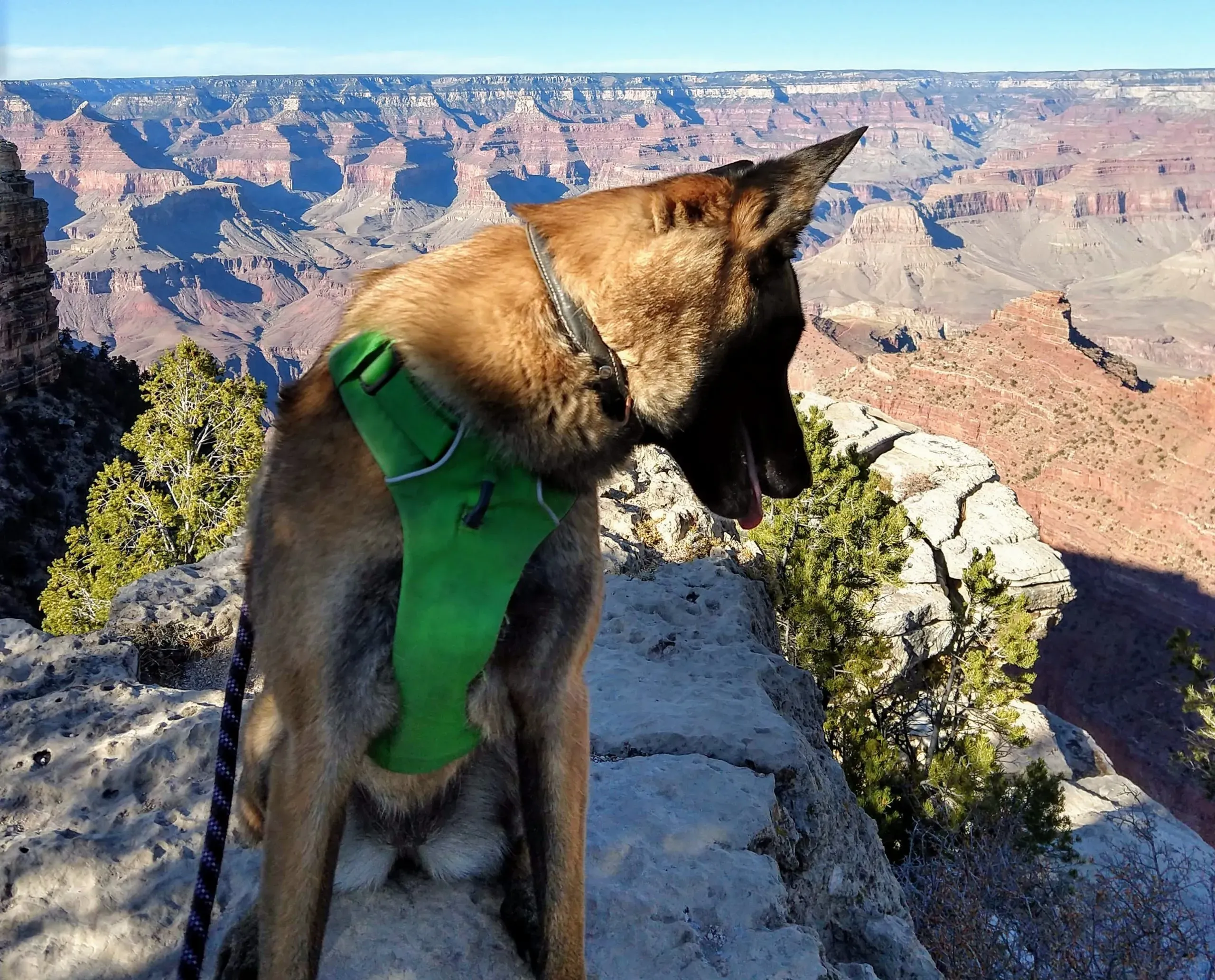 Dog looking distracted during a walk with environmental stimuli