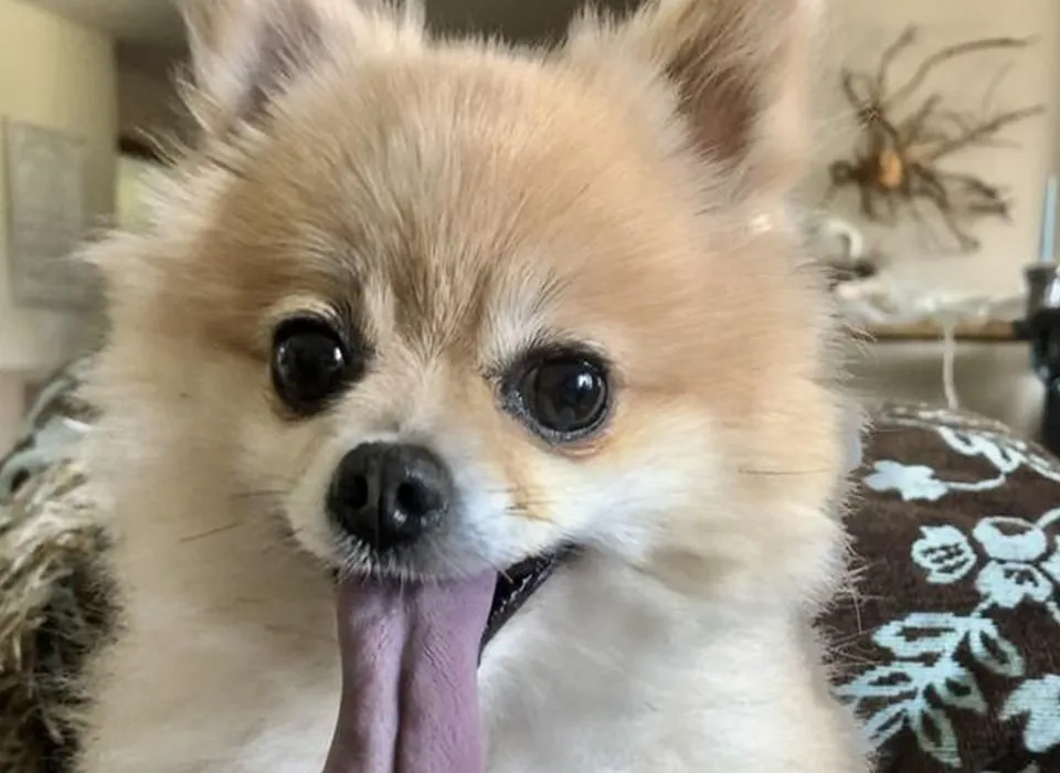 Dog looking intently at a bowl of fresh, healthy food