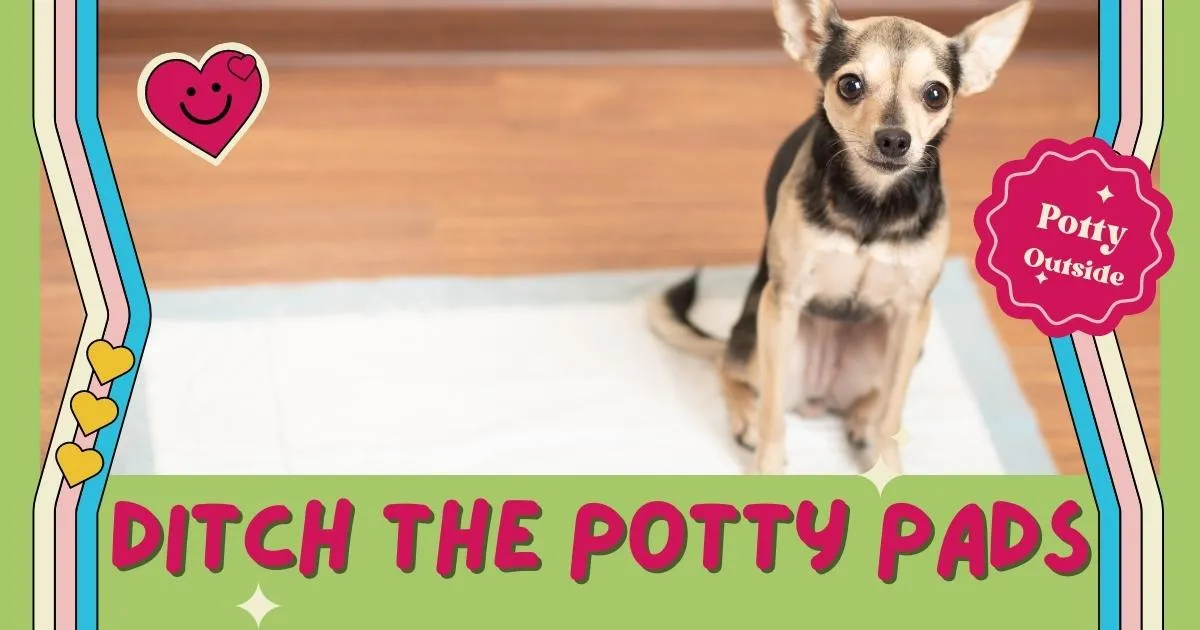 Dog looking surprised with "No More" text, illustrating stopping indoor accidents.