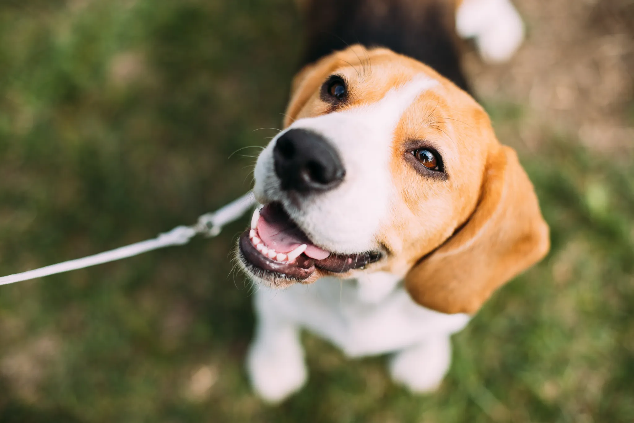 Dog looking up at its owner for a treat during a training session