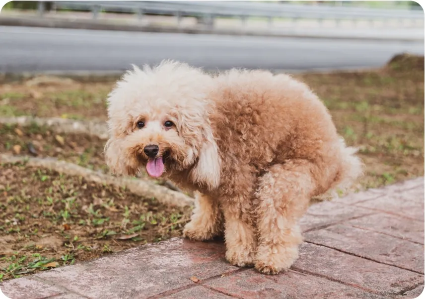 Dog looking upset after drinking water, illustrating potential side effects of dental water additives