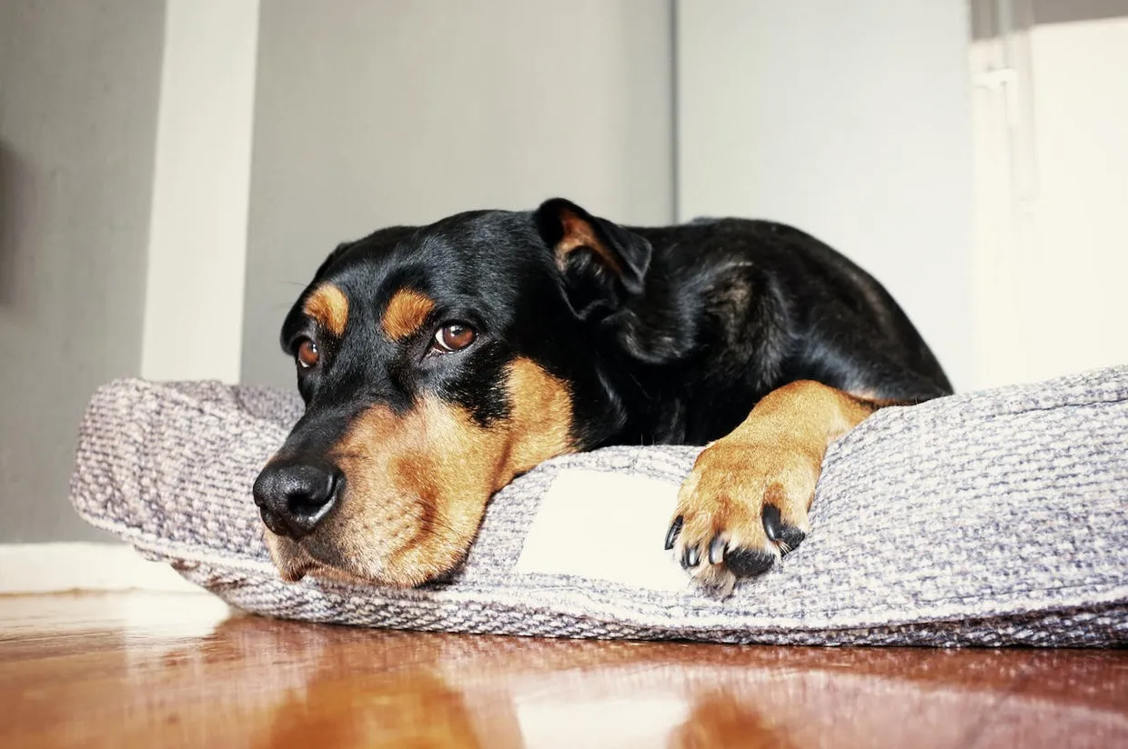 Dog lying comfortably on a soft dog bed inside a home, looking relaxed and content