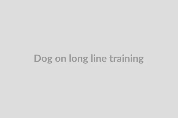 Dog on a long line practicing recall in a park setting