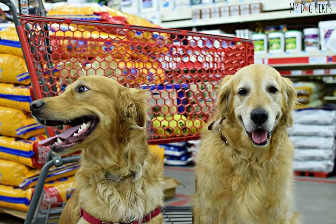 Dog owners with their pets shopping at Tractor Supply