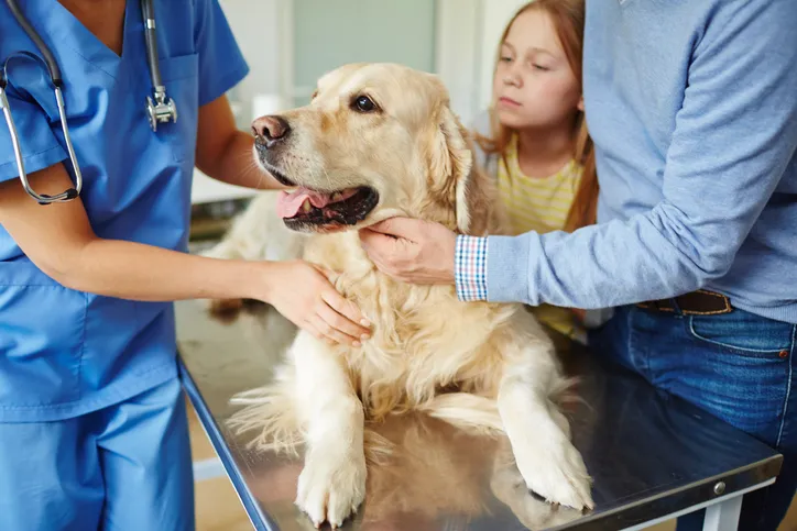 Dog receiving care on a vet's table with owner present