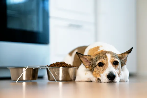 Dog refusing food from bowl, illustrating picky eating behavior