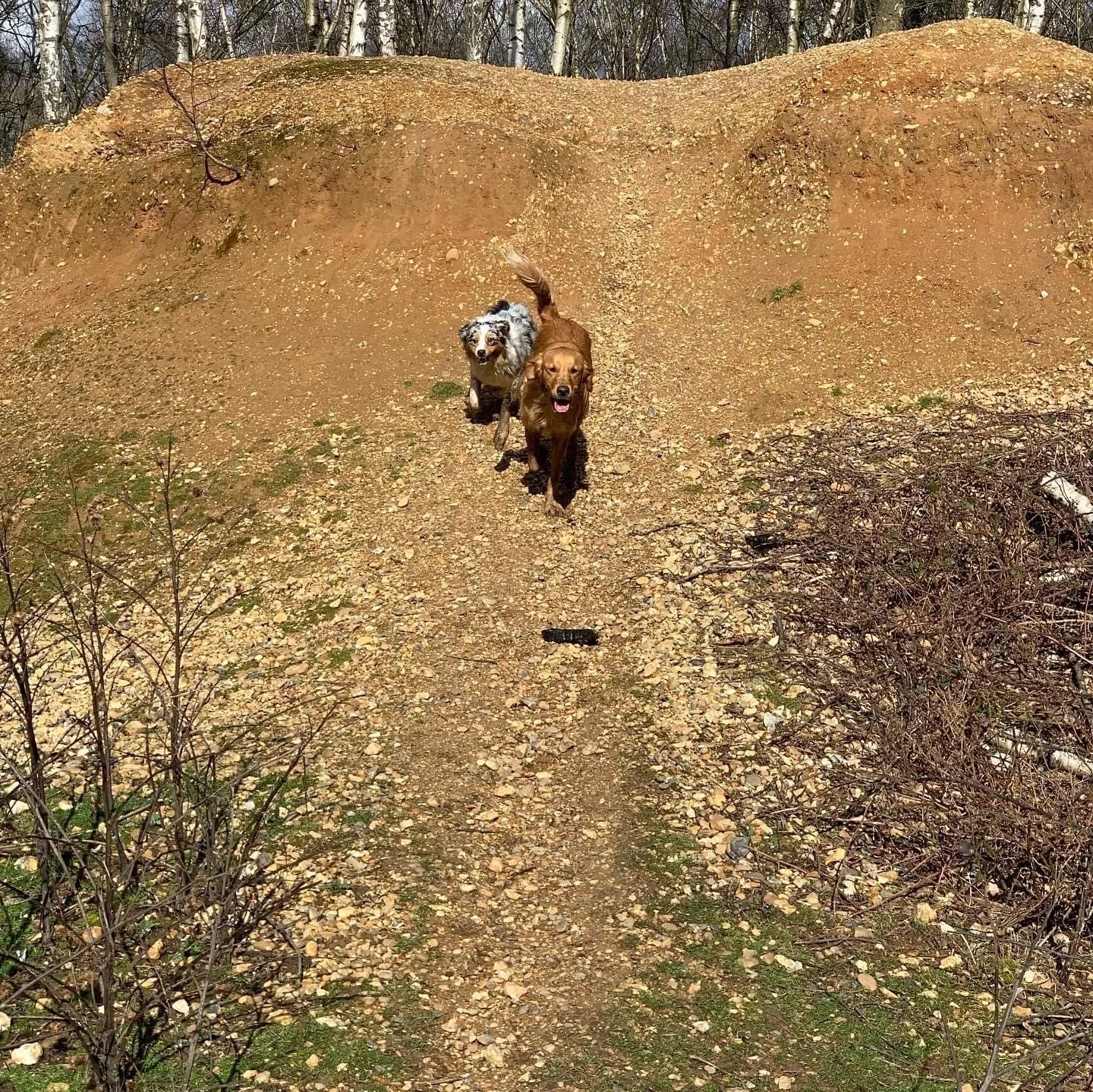 Dog running freely in an open grassy field, looking back at its handler