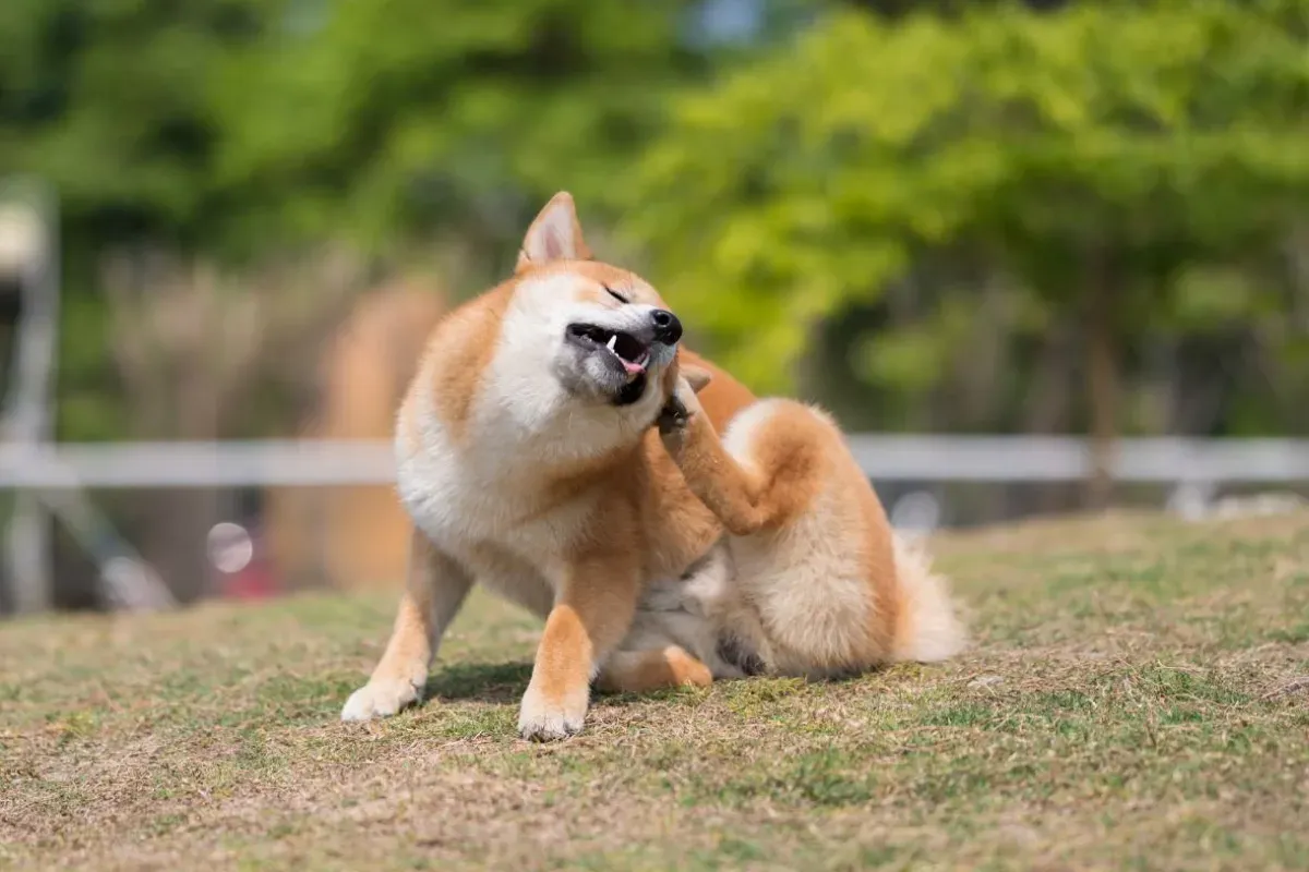 Dog scratching its ear