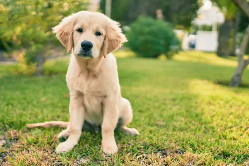 Dog showing signs of discomfort from constipation