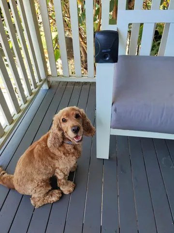 Dog sitting on a deck in front of an ultrasonic barking device