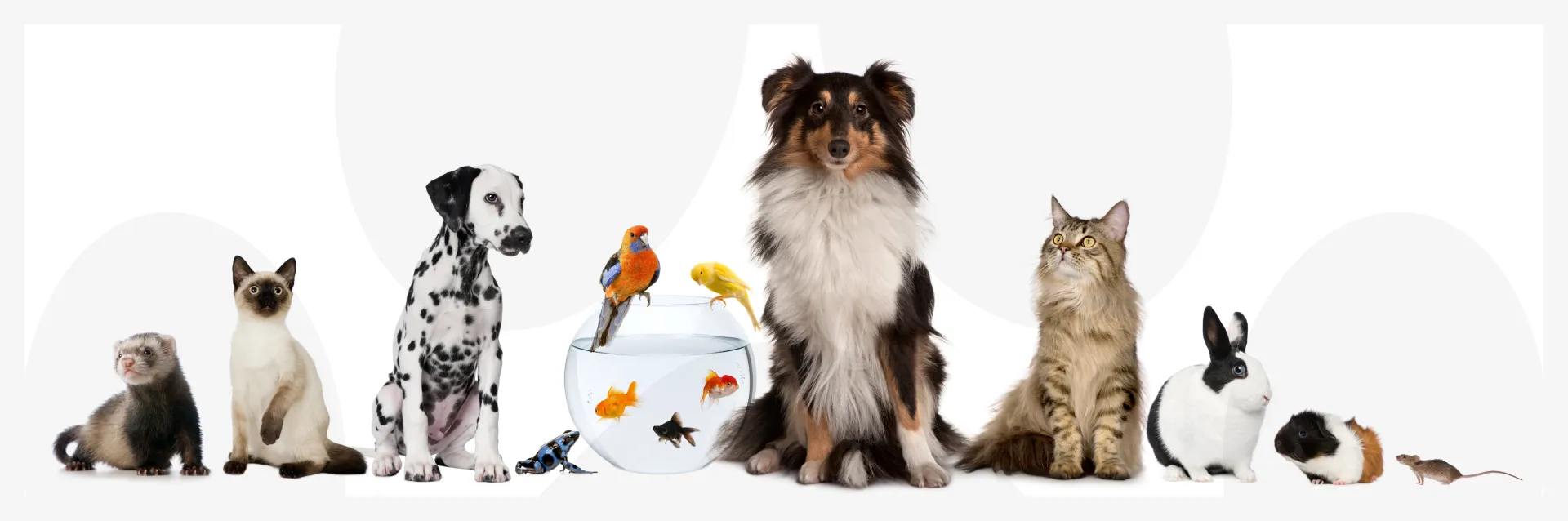 Dog skin affected by mange showing red, inflamed patches and hair loss