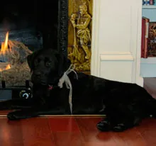 Dog-themed floor creating a welcoming atmosphere at Black Dog Books