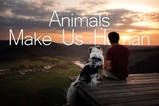 Dog Trainer working with a happy canine companion, reflecting positive reinforcement techniques