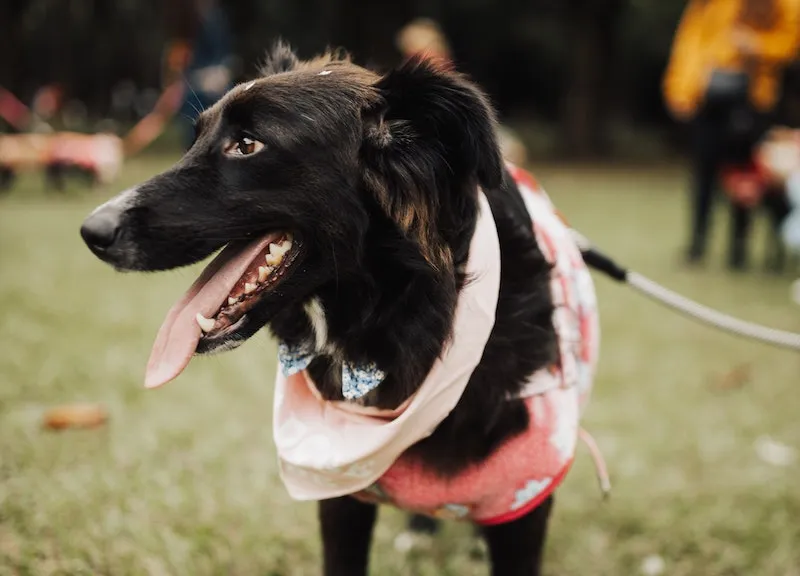 Dog wearing a colorful cooling bandana while relaxing in the summer heat