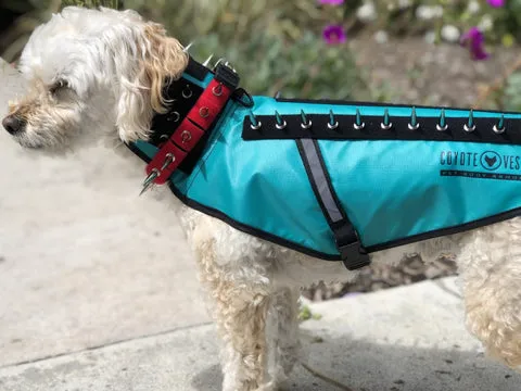 Dog wearing a CoyoteVest for protection against predators with reflective elements