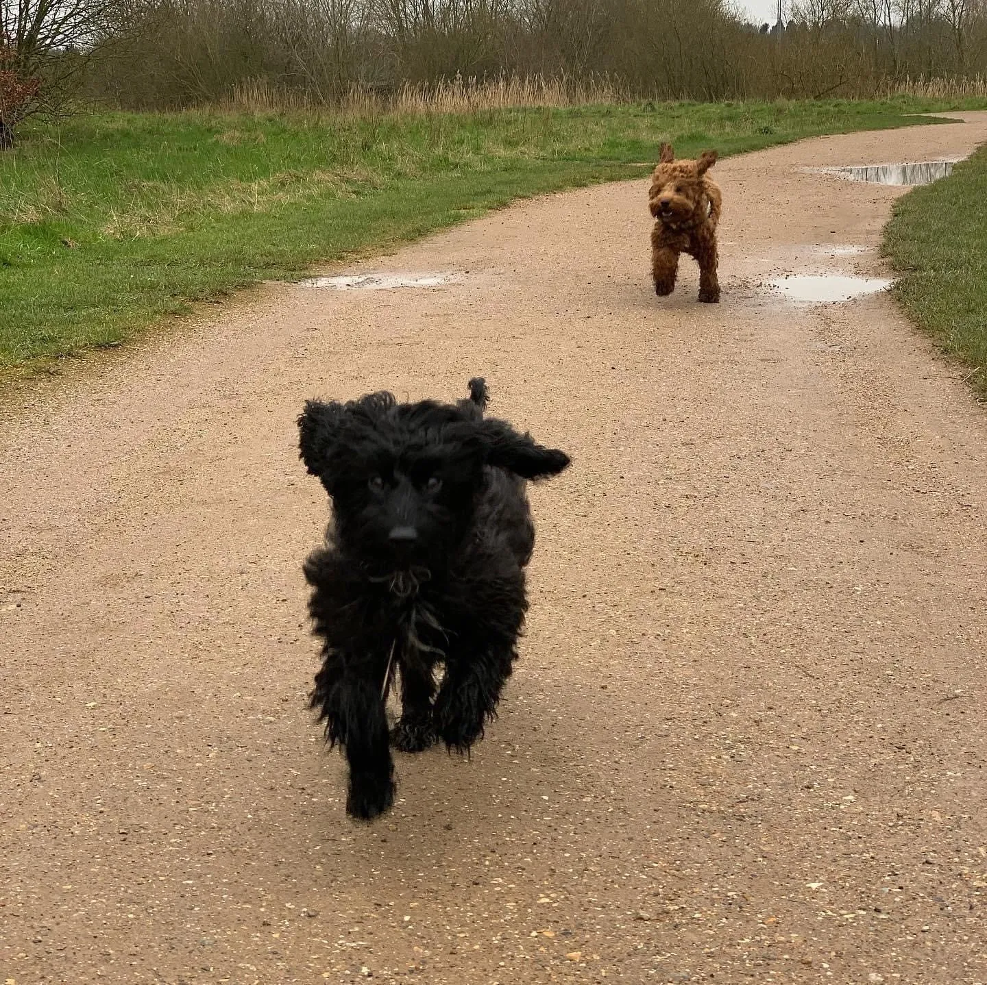 Dog wearing a harness and a long line in a grassy field during training