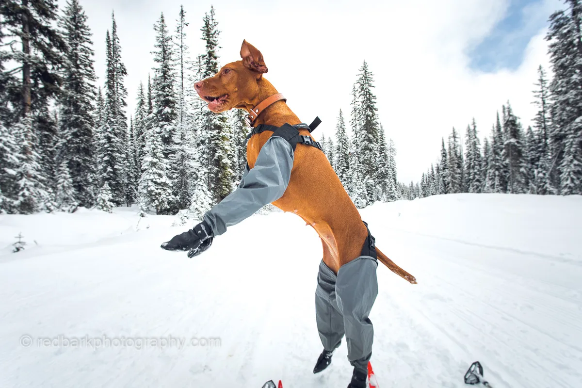 Dog wearing GF Pet Elasto-fit Neoprene boots in a snowy environment