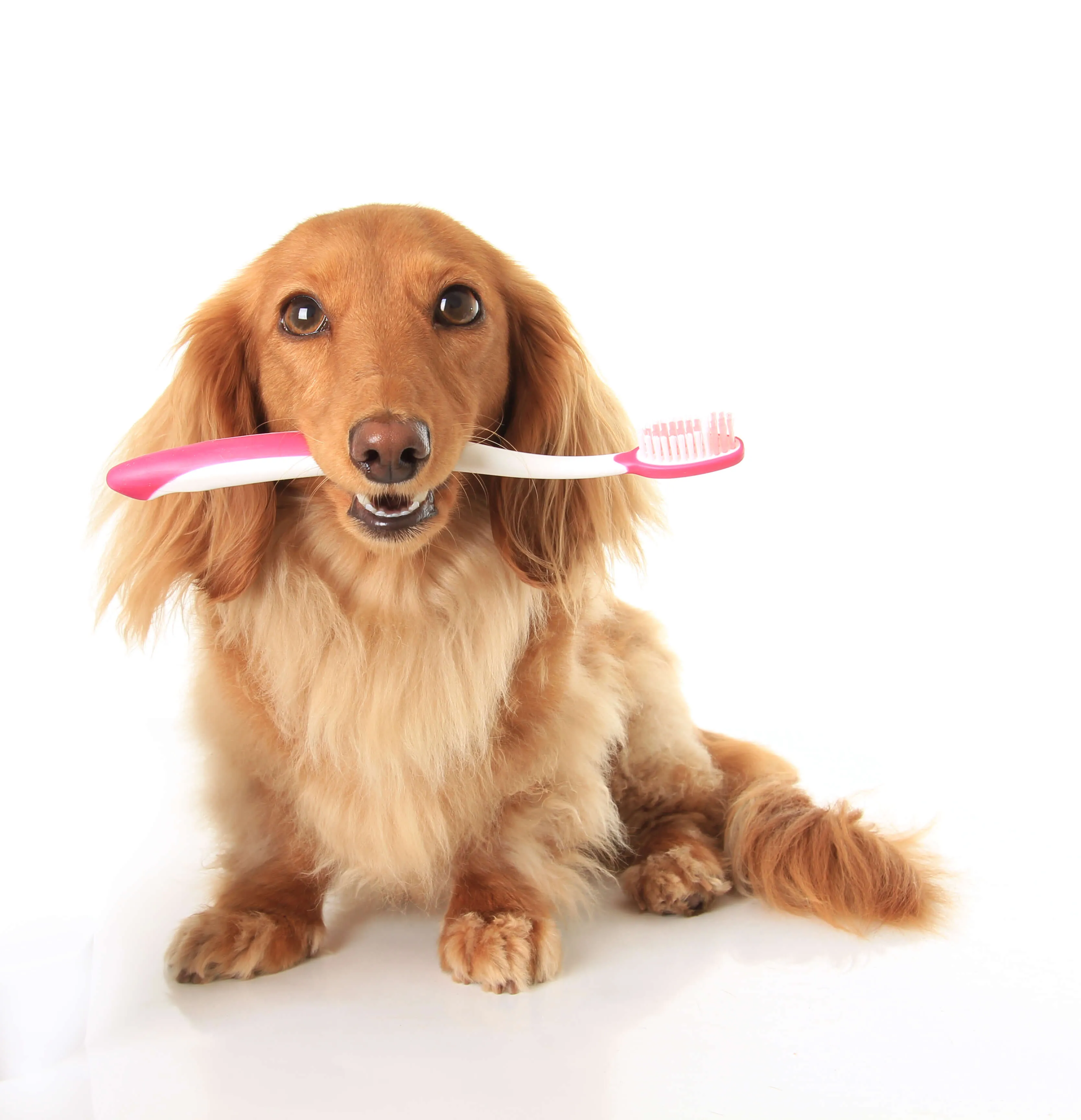 Dog with toothbrush, clean dog teeth