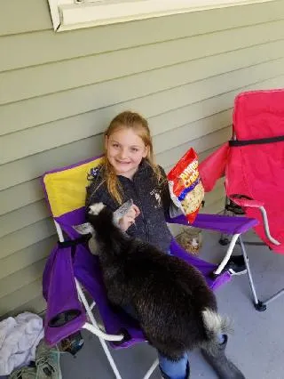 Dogs enjoying playtime at Lynn's Doggy Daycare facility
