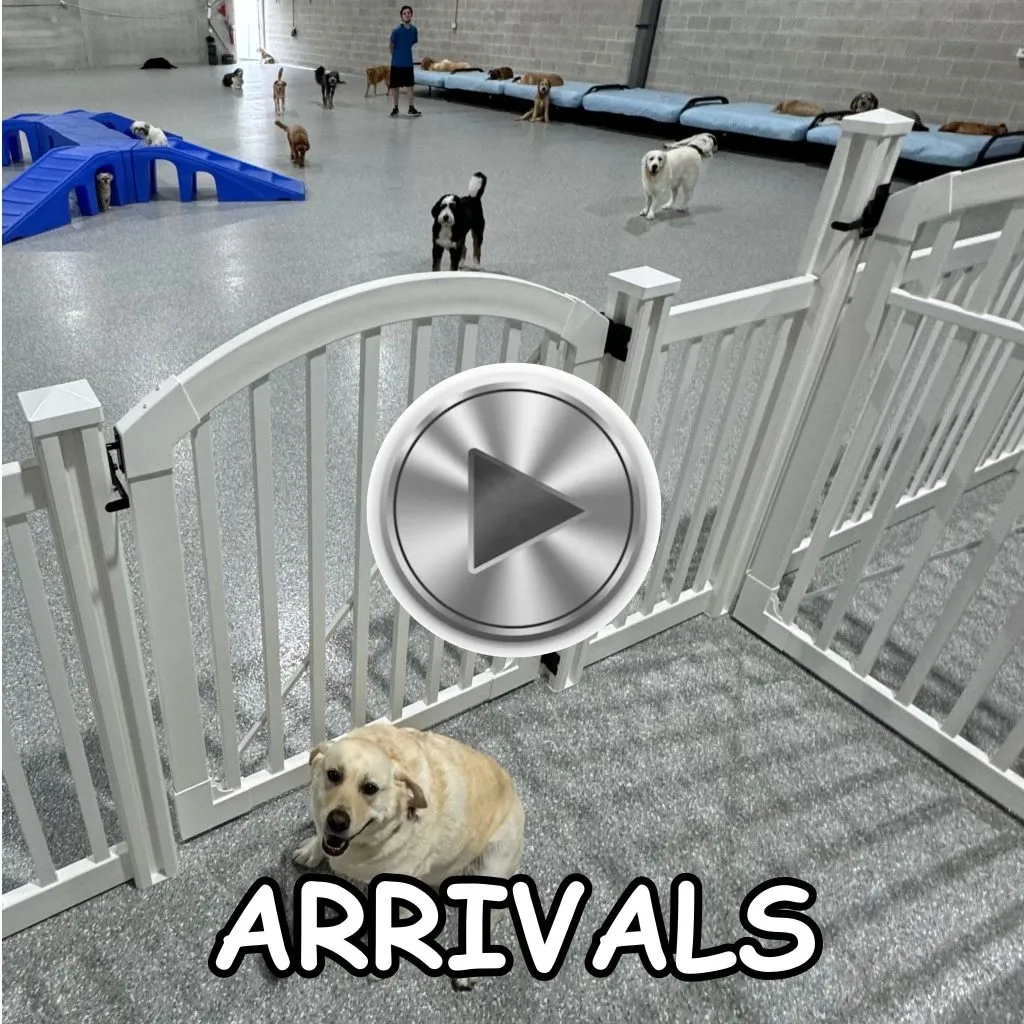 Dogs happily arriving and entering the Diggity Doggy Daycare facility