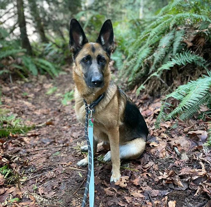 Dogs joyfully playing outdoors in a spacious, supervised daycare area