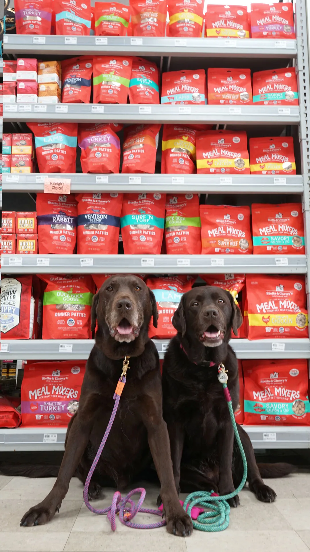 Dogs Lucy and Burt inside a local pet store, looking at Stella & Chewy's products