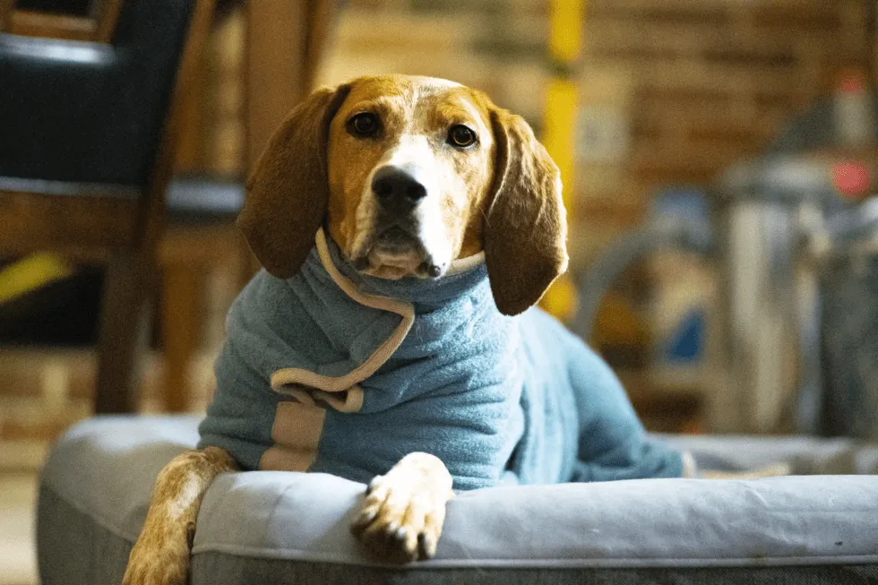 Dogs on a durable Casper dog bed, showing it handles wet pups and heavy use