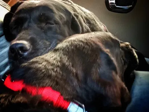 Dogs sleeping together in the car.